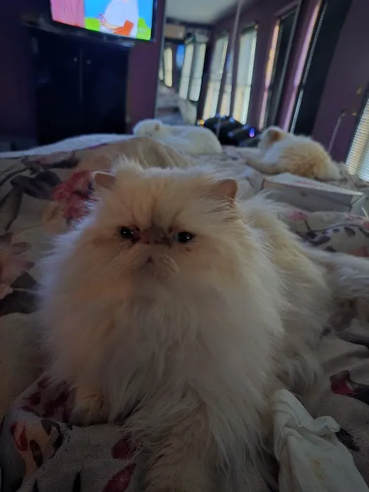 THE PERSIAN CATS Picture 2