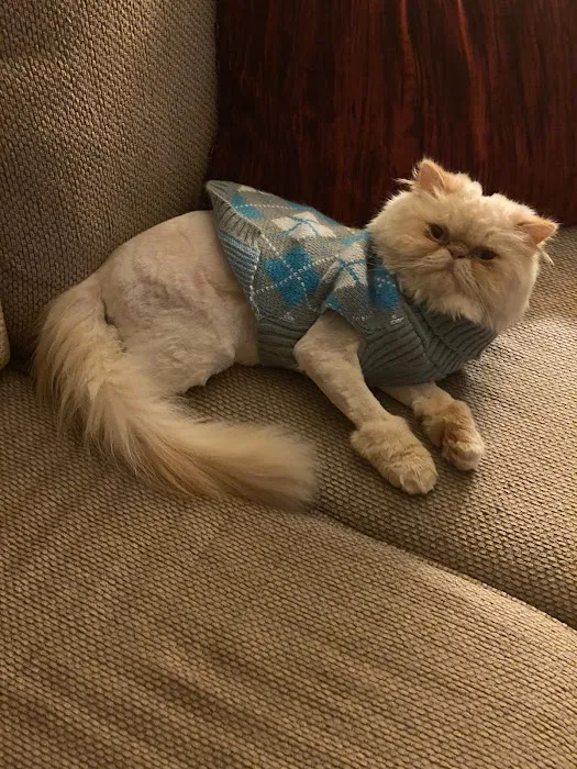 THE PERSIAN CATS Picture 4