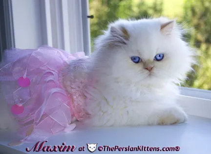 THE PERSIAN CATS Picture 6