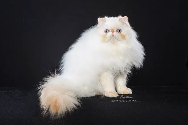 THE PERSIAN CATS Picture 5