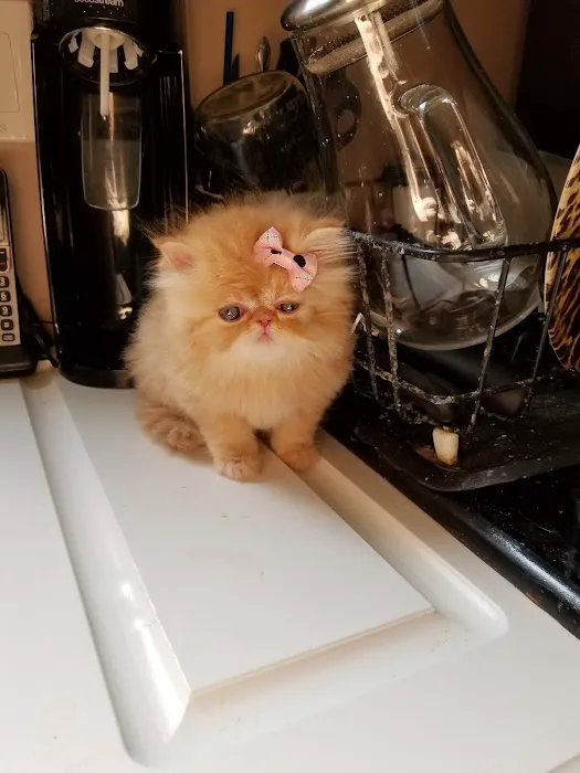THE PERSIAN CATS Picture 10