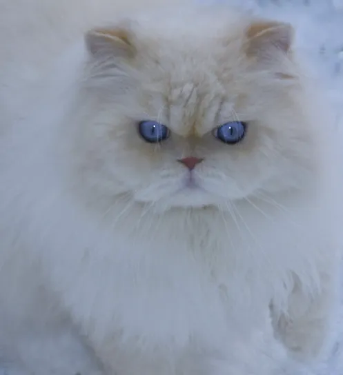 THE PERSIAN CATS Picture 7