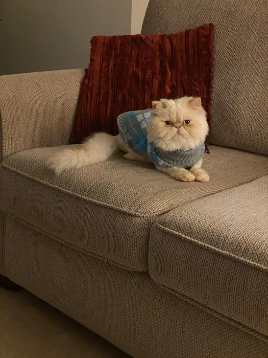 THE PERSIAN CATS Picture 8