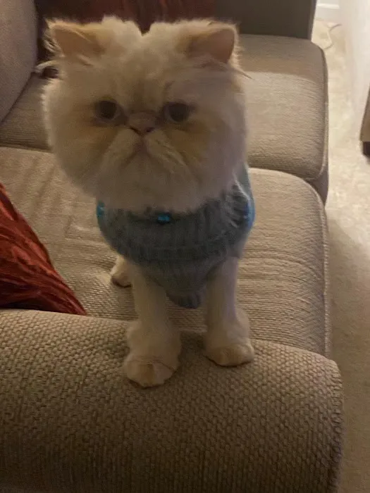 THE PERSIAN CATS Picture 9