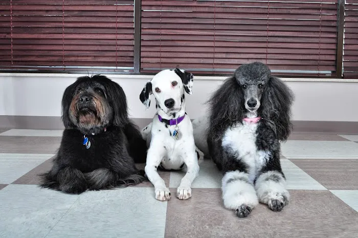 Randhurst Animal Hospital Picture 5