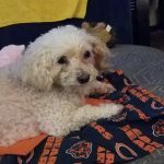 Banfield Pet Hospital