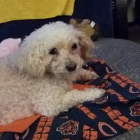 Banfield Pet Hospital ico