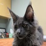 March Animal Hospital