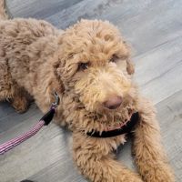 Becker Animal Hospital ico