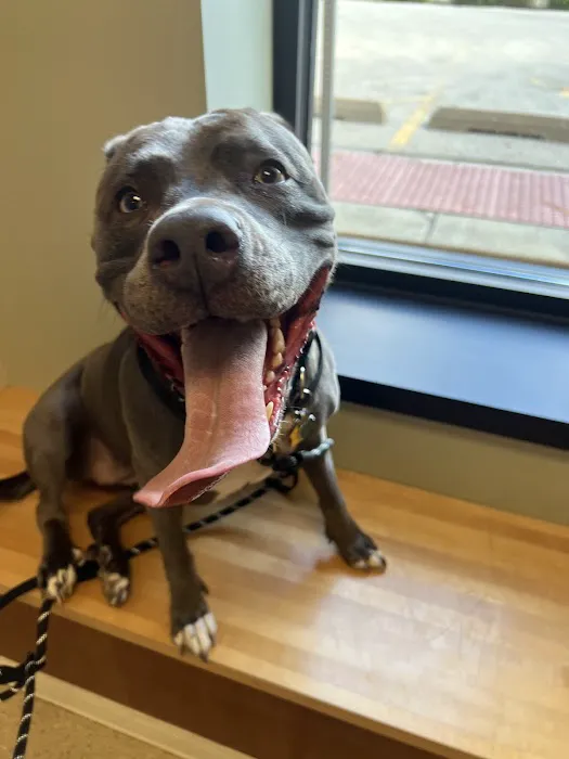 BluePearl Pet Hospital Picture 1