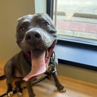 BluePearl Pet Hospital ico
