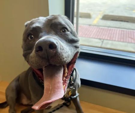 BluePearl Pet Hospital