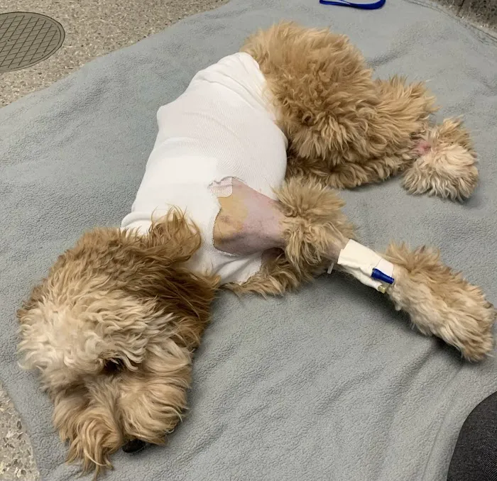 BluePearl Pet Hospital Picture 4