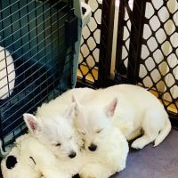 Winnetka Animal Hospital LLC ico