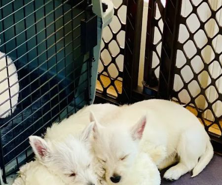Winnetka Animal Hospital LLC