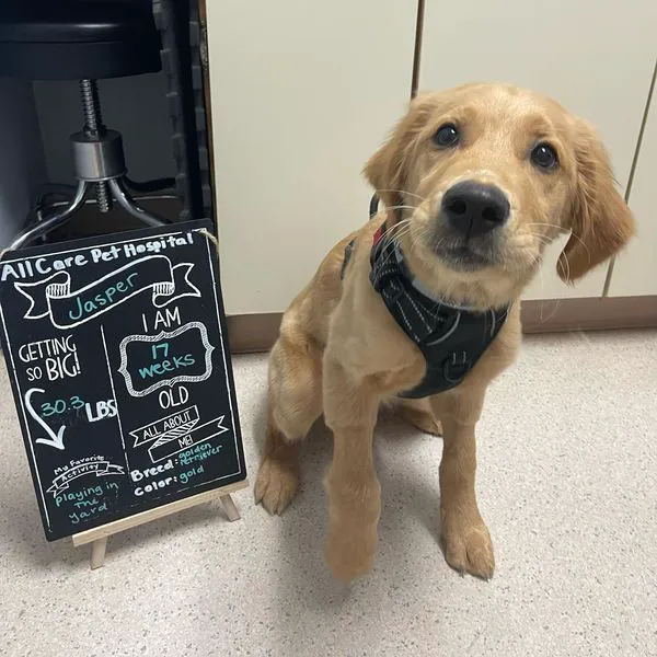 All Care Pet Hospital Picture 2