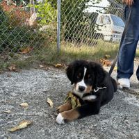 All Care Pet Hospital ico