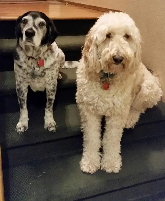 All Care Pet Hospital Picture 4