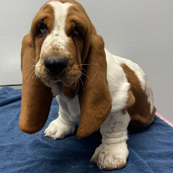 All Care Pet Hospital Picture 3