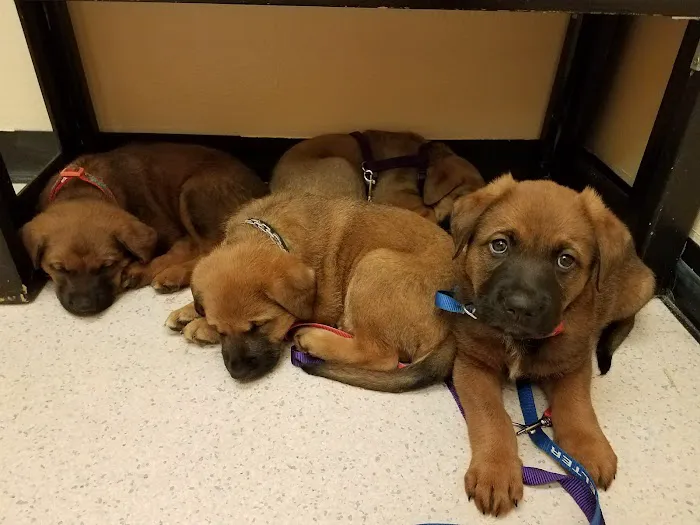 All Care Pet Hospital Picture 6
