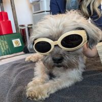 Sno Pets Acupuncture and Wellness ico