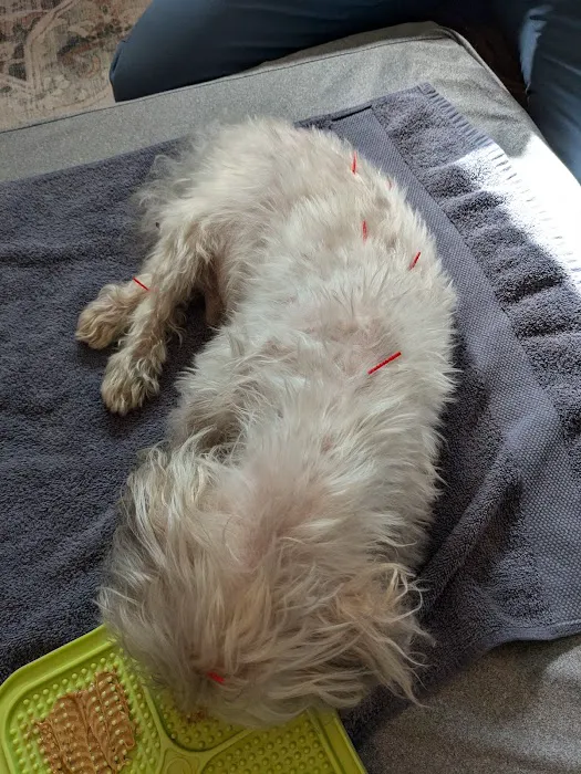 Sno Pets Acupuncture and Wellness Picture 5