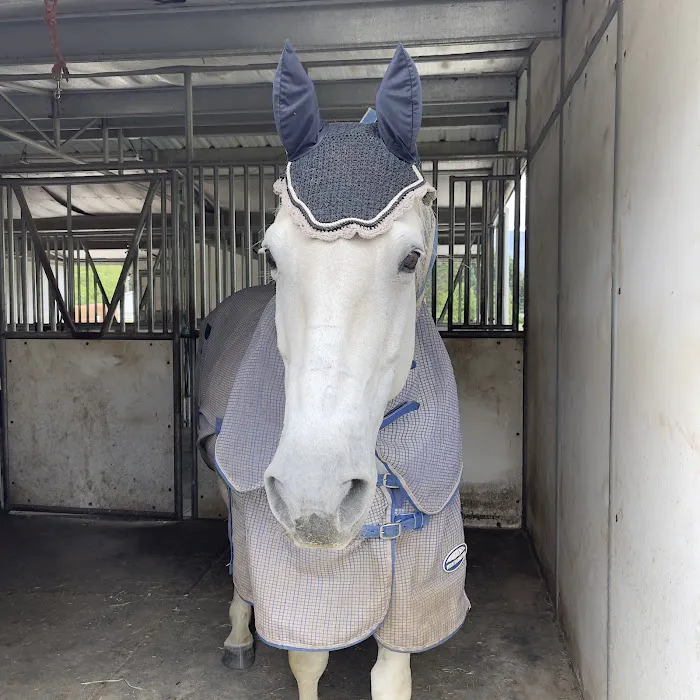 Equine Innovative Medicine Picture 2