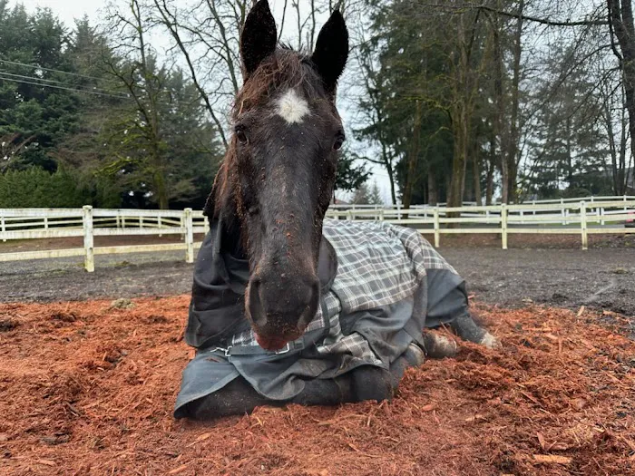 Equine Innovative Medicine Picture 1