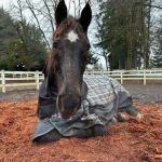 Equine Innovative Medicine