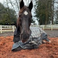 Equine Innovative Medicine ico