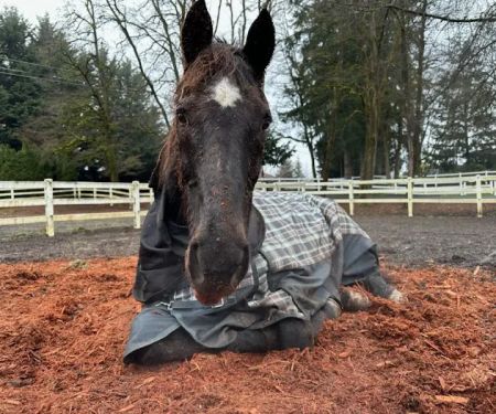 Equine Innovative Medicine