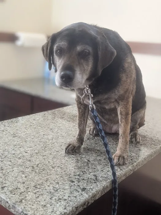 Mountain View Animal Hospital Picture 5