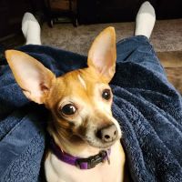 Diamond Veterinary Hospital ico