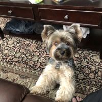 Paws N Claws Veterinary Hospital ico