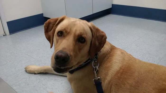 Paws N Claws Veterinary Hospital Picture 5