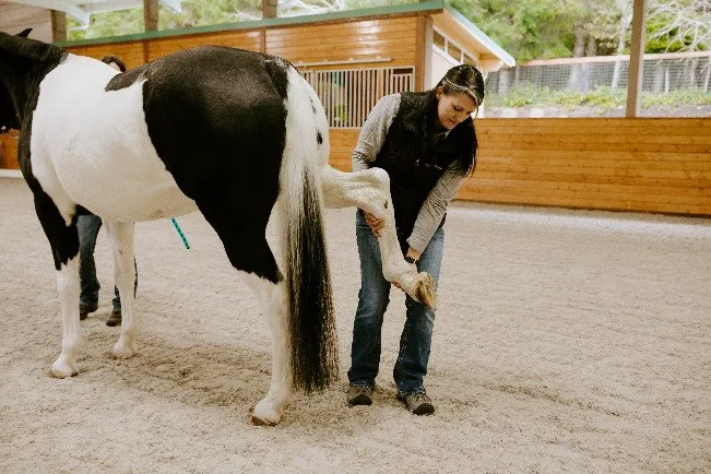 Evergreen Equine Veterinary Practice Picture 10