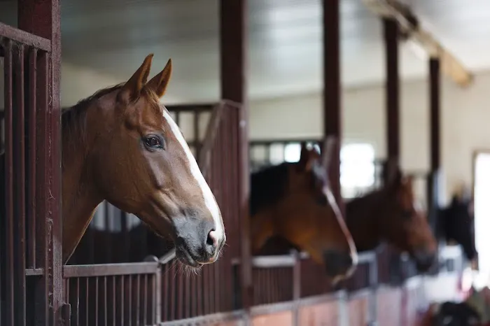 Evergreen Equine Veterinary Practice Picture 9
