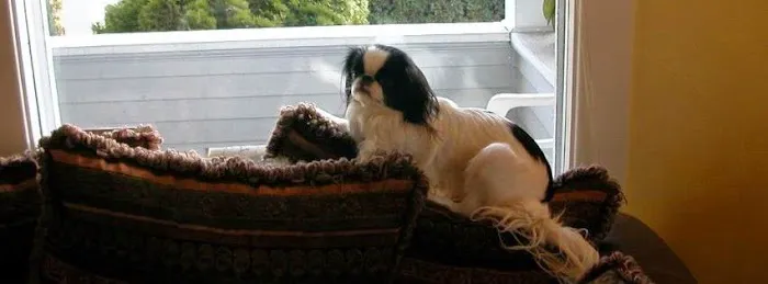 Harmony Animal Wellness Center Picture 1