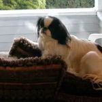 Harmony Animal Wellness Center