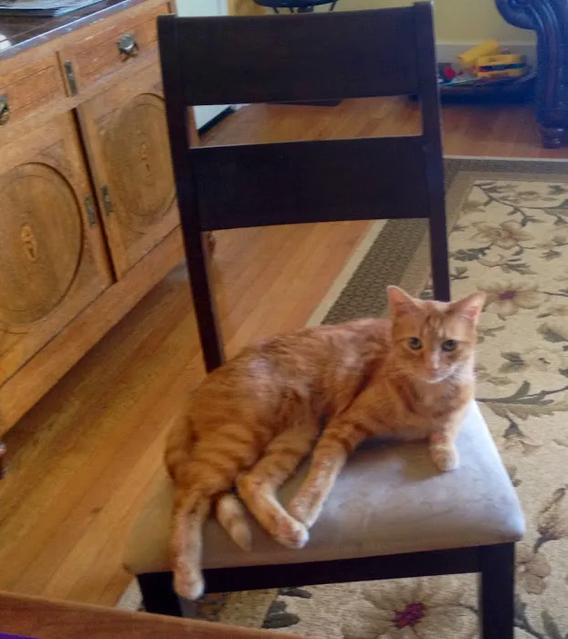 Harmony Animal Wellness Center Picture 7