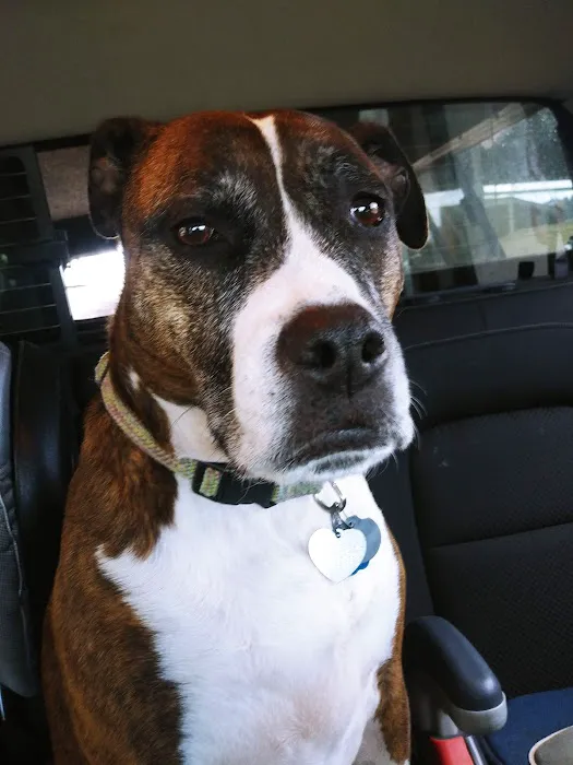 Harmony Animal Wellness Center Picture 10