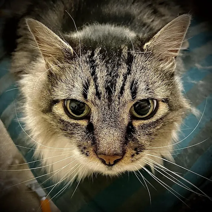 Cascade Animal Clinic Picture 4