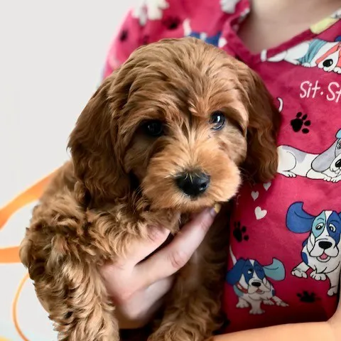 Kindness Animal Clinic Picture 8