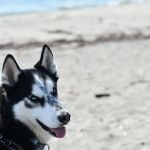 Banfield Pet Hospital