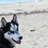 Banfield Pet Hospital ico