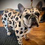 All Creatures Animal Hospital
