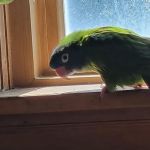 Rainbow Bridge Veterinary Services LLC