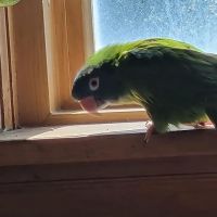 Rainbow Bridge Veterinary Services LLC ico
