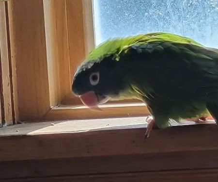Rainbow Bridge Veterinary Services LLC