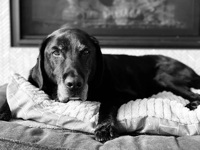 Rainbow Bridge Veterinary Services LLC Picture 2